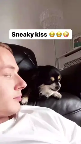 sneaky kiss #dogs #dog #trending #fypシ #thisismeyesitis #funny #foryoupage #funnyvideos #funnytiktok #viral #fyp #😳 #wtf #sideeye 
