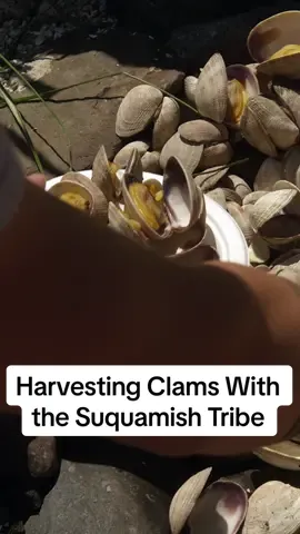 The Suquamish Tribe has been harvesting clams from the pristine waters of the Puget Sound for generations. Established by a tribal charter in 1996, Suquamish Seafood carries on traditional subsistence practices and — depending on the season — ships Manila clams, Dungeness crab, oysters, and more all over the world. #clam #clams #suquamish #seafood 