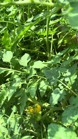 Hooray! I finally have my yellow pear tomatos!! If you can’t tell, I’m overly excited! #yellowtomatoes #peartomatoes #gardentok 