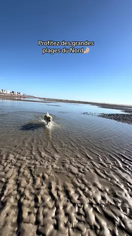 Nord >>>> Sud #goldenretriever #fyp #foryou #pourtoi 