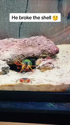 Rex dropped this crab! #fyp #saltwatertank #mantisshrimp #posreffish #rexthemantis 