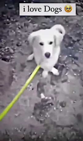 I love dogs #Coffee #Dog #CuteDog #Puppy #CutePuppies #TikTokDog #Jumpscare #JumpscareDog 