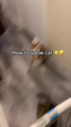😂😂deffo means wheres the food Mamma #catfood #cattalk 