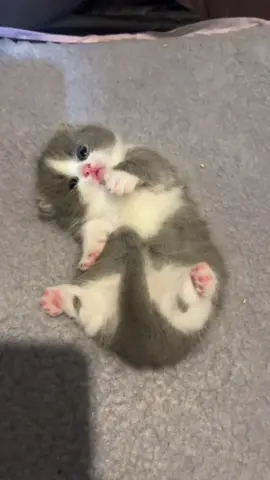 Paw nya ada manis manisnya kali yaa #cats #catsoftiktok #babycat #fypシ #kucing #kucinglucu #fyp #cacabrotbrot 