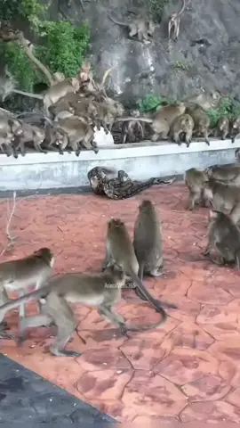 Anaconda Wraps Monkey, Whole Gang of Monkeys Arrives 🐍🐒👀🚓 #JungleEncounter #PrimateResponse #AnacondaDrama #WildlifeIntervention #NaturesShowdown #UntamedScene #FYP 