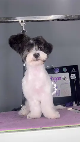 #funnydogs #dogs #doggrooming #dogsbylogan 