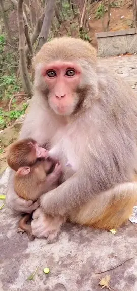 Monkey mother feeds herself, funny. Hahaha(*☻-☻*)。                       #pets #babymonkey #tiktok #tiktok #cutemonkey 
