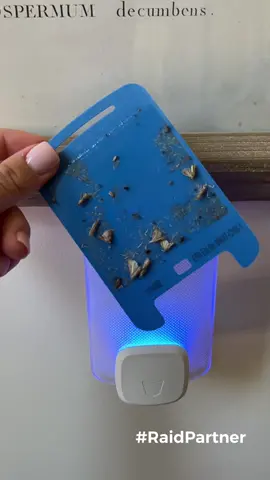 #RaidPartner Home is the place we love most 🏡 The Raid Essentials Flying Insect Light Trap is perfect for summertime while we host and enjoy spending time outside while protecting us indoors agains unwanted pests, like fruit flies and gnats! This product is perfect for those who want an insecticide free, out of sight out of mind solution for bugs in the home - just set it and forget it #RaidEssentialsLightTrap #ProtectionforEveryone 