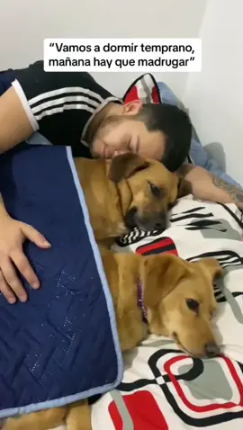 #perrostiktokers #perrosvieroncosas #amoreperrunos❤️🐕 