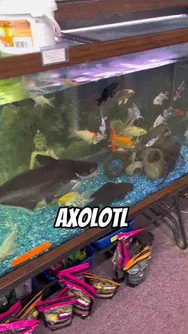 Should i save this Axolotl? #fyp #viral #abcxyz #massive #axolotl 