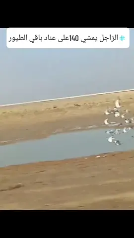 #دهوك_زاخو_سليماني_ئاكري_ئامیدی_هولیر #حمام_زاجل #الزاجل_عشق_لاينتهي❤️🕊️؛ #سباق #زاجل 