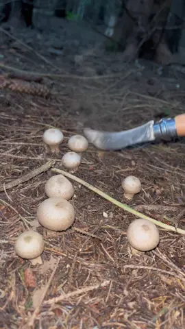 OMG 1 minute 🍄😱 !! #asmr #fruit #fruits #usa #fyp #fypシ