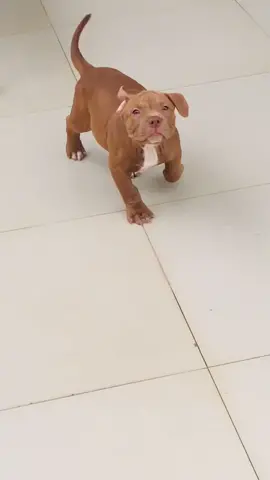 #badboy #puppy #puppies #pitbull #pitbulls #dogsofinstagram #amapa #macapa