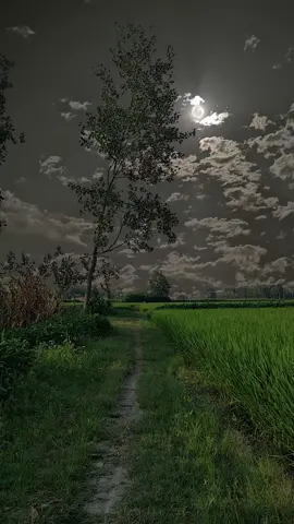 Tuổi thơ tôi gắn liền với thôn dã miền Tây, có trăng nước hữu tình; có con đường đất ngoằn ngoèo như cố tình cong lưng để ôm cho kỳ hết vào lòng từng ngọn cỏ, bờ tre; có những cánh đồng lúa bạt ngàn để chiều chiếu mỏi mắt ngắm nhìn. #quangcanhquenha #canhqueyenbinh #peaceful_anyen #fyp 