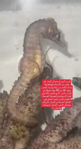 #فرس_البحر_او_حصان_البحر🐴 #مخلوقات_غريبة#لايك__explore___ #اكسبلورررررررررررررررررررر💥🌟💥🌟💥💥🌟🌟🌟🌟🌟✨✨😁 