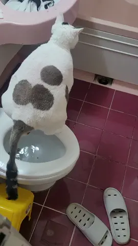 #똥 #응가 #변기냥이 #똥싸기 #대왕고양이 #화장실 