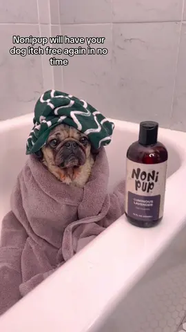 The infomercial all dog owners need right now! 🐾 Doug The Pug’s dog wellness company, @Nonipup, has an allergy bundle to help soothe your dog and help you sleep at night. www.nonipup.com #dogsoftiktok #dogallergies #doghealth #dogshampoo 