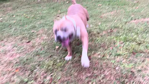 #americanbullys #americanbulllyxl #MajesticBully #americanbullys #son #americanbullly #king #father #sire #Ch455sbdetox #rip #Detox #stud #puppies #fawn #white #45southbullies