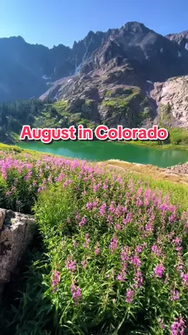 The fireweed bloom is peaking in Colorado! #colorado #wildflowers #traveltiktok #mountains #hiketok #travel #rockymountains #breckenridge #summervibes #scenery #hike #trailrunning #alpinelakes 