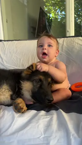 #samuel #სემუელ #baby #babylove #gsd #germanshepherd #germanshepherds #samuelsguard #samuelsdogs #dogsoftiktok #germanshepherdpuppy #puppy #biglove #happiness #happy 