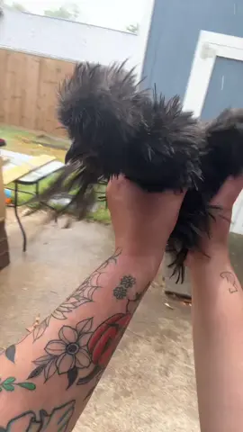 Little wednesday had to hop on the trend 😂 #chickentok #frizzlechicken #chickensoftiktok #MomsofTikTok #backyardchickens 