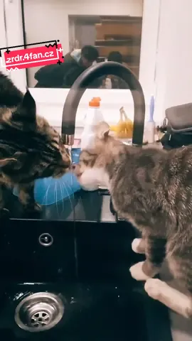 Cats making love :) by Youtuber Denny #tvtwixx #cat at #Love #průserovi #zrdr #zrdr.4fans.cz #zrdr4fan.cz  #tredding #trend  @Lukáš Semerad #share #send #sendfrends 