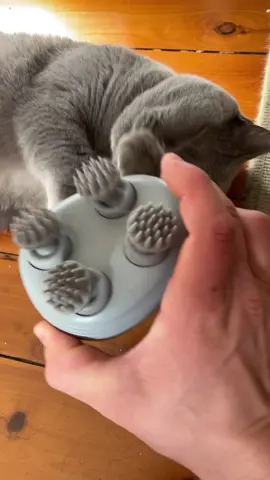 Here you go sir #cicciothebrit #britishshorthair #catsoftiktok #fyp #pov #cattok #catstuff #foryou #cat #catmassager 