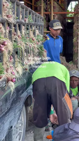 Bersama abah naryo 😂 #petani #petanimuda #anakpetani #padang #alahanpanjang #sumbar #petaniindonesia🇮🇩🇮🇩🇮🇩🌿🌿 #Bawang Merah Campur Minyak Telom 
