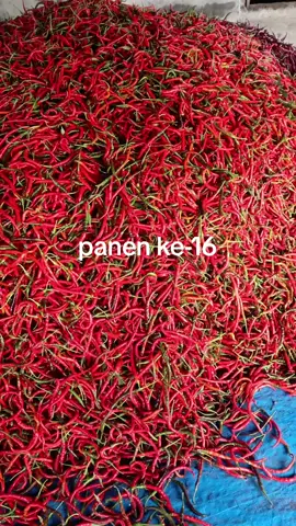 petani Tapanuli Utara #🌶️ #panen #petanimilenial #petanimodern #🌶️🌶️🌶️🌶️🌶️🌶️🌶️🌶️🌶️🌶️ #pertanianindonesia #pertanian #cabe #pertanianindonesia 