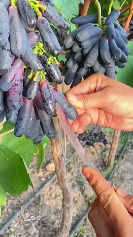 OMG😱long grapes?🍇😋#uk #fruit #fruit #asmr 