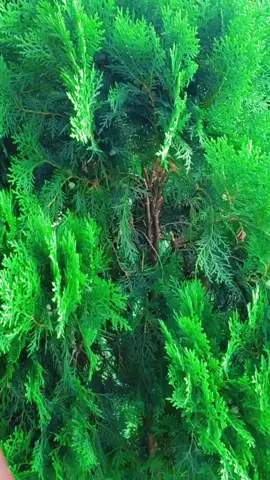 He jise Mai Chahu Ho Dil jani tu tera raja mai meri rani tu #oldhindisong #lovestoryvideo #rpsdancerofficial #rps__dancer__siraha🇳🇵🇳🇵 #dancer #rps_dancer_group #rpsdancer #Rohit_Rahul #rahulbhai365 