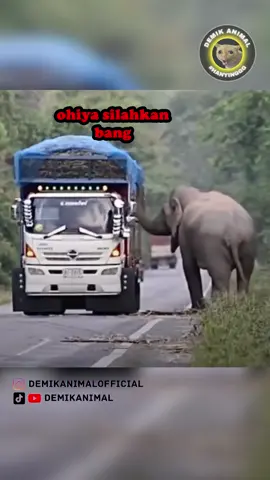 DIPALAK GAJAH #fyp #foryoupage #foryourpagе #dubbing #dubbinglucu #dubbinghewan #dubbingbinatang #demikfootball #demikanimal #demikanimalofficial