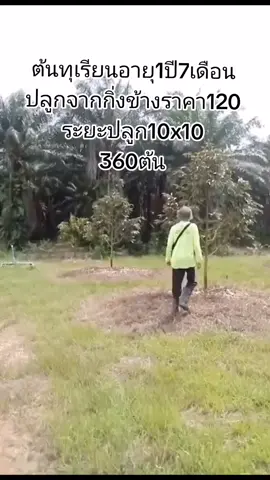 รีบโตเด้อ หนี้มารอแล้ว🥰 #วัยรุ่นทำสวน #สวนทุเรียน #สวนมังคุดสวนทุเรียน #สวนทุเรียนmunagarden 