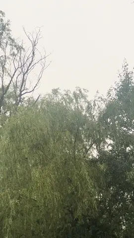Some early morning rain #rain #asmr #nature #soothing #water #trees