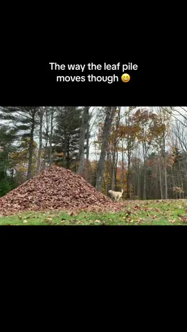 We like videos with impact. #stellasleafpiles #dontstopbeleafin #stellaclassics #dognamedstella  