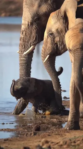 Baby elephant and his parents 🐘🐘 #elephant #mom #son #animal #beautiful #Love #cute #savana #africa #animals #nature #relax 