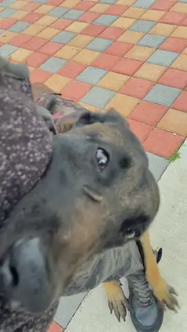 Un tips súper facil para mejorar la comunicación con tus perros 😉🔥#quito_ecuador🇪🇨 #quito #pastorbelgamalinois #adiestramientocanino #education #tips #consejos 