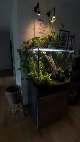 Falco Aqua Artist ✌🏽🐠🌴 #Aquascape #Aquascaping #PlantedTank #NatureAquarium #FreshwaterAquarium #FishTank #AquariumDecor #AquariumDesign #AquariumHobby #fy #foryou 
