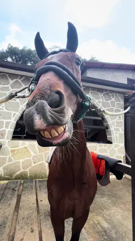 I love my horsey and my horsey loves me#foryou #horseygirl #horsesoftiktok #horseriding 