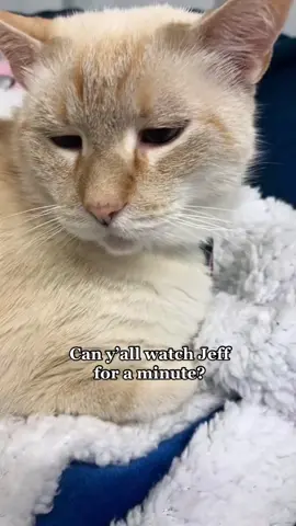 Droopy eye boy💦👀😴 #catsoftiktok #cattok #cats #onthisday 