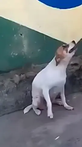 Todo dia o doguinho brasileiro passando pela sua timeline. #TikTokPromote #tiktok #cute #animal #doguinho #dog #fy #vaiprofy #viral #humor #funk #capcut #dogdance #dogviral