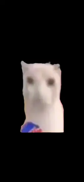 meme mèo an bim bim