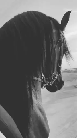 صوت الخيل عشق لا ينتهي.....🤎🐎🌼 . . . . . . #خيل #خيل_وخياله🐎 #خيول_عربية_اصيلة #صهيل_الخيل #مالي_خلق_احط_هاشتاقات #سوريا 