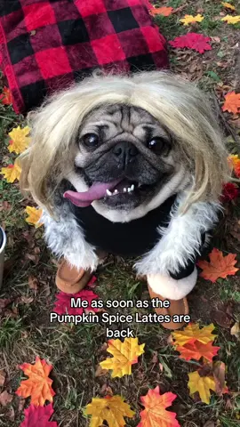 Who else ran to @Starbucks today for their pumpkin cream cold brew? ☕️🎃 #pumpkinseason #psl #pumpkinspice #fall #tistheseason #dogsoftiktok 