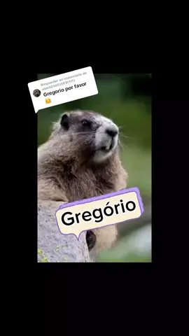 Respondendo a @user62465159311111 #foryou #fy #esquilo #fy #gregorio 