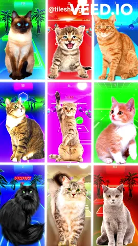 😻Cute Cats | Tiles Hop #cat #tileshop #viral #coffindance