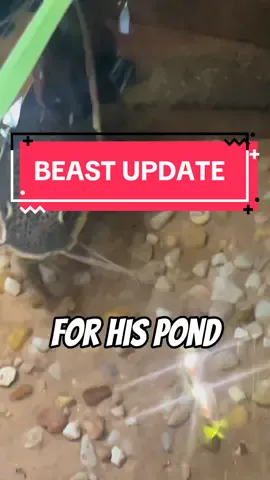Beast Update+missing Catfish!! #fyp #viral #abcxyz #beast #growthupdate 