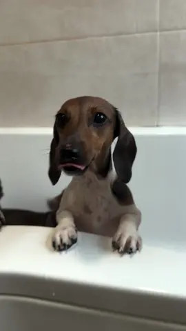 It’s bath day 🛁 We only wash them properly every couple months or so to keep their fur and skin full of natural oils ✨ This is followed by continuous shaking and rubbing themselves all over the house 🙈 #bathtime #miniaturedachshund #dogbath #sausagedogs