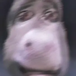 DONKEY RIZZ 💗 | #fyp #memes #shrek #donkey #crackitvidz 