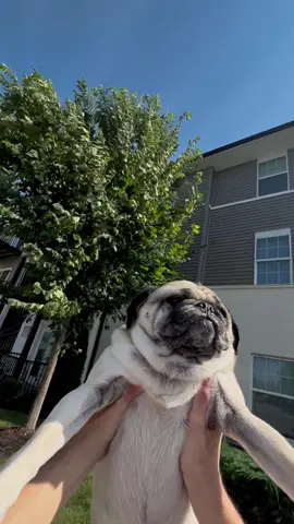 In that moment. Jabba the pug was infinite.💫✨ #pug #taylorswift #erastour #swifttok #swiftie #fyp #pugs #lgbt 